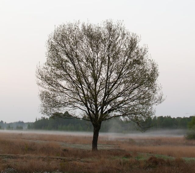Foto van een kale boom in de winter