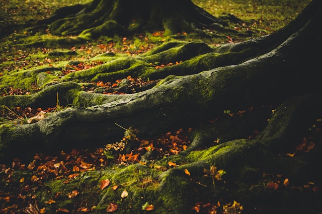 Foto Sacre Blue - wortels van een boom.