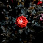 Foto van een felrode bloem tegen een achtergrond van donkergroene planten.