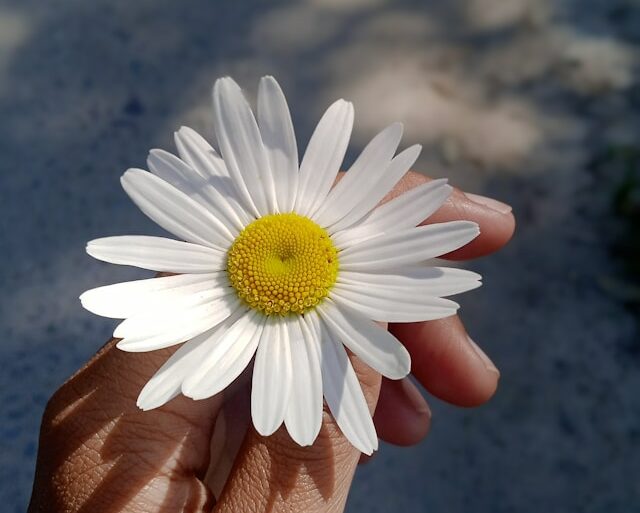 Foto van een hand die een bloem vasthoudt